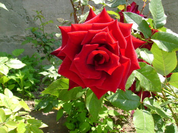 Саакян Тагуи