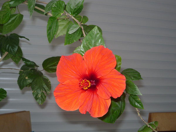 Наталья Космирова