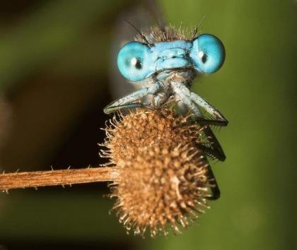 Екатарина __