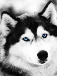 Дмитрий Галкин