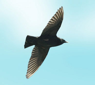 Геннадий Скворцов