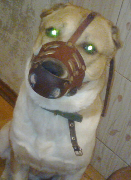 Дмитрий Мелешко