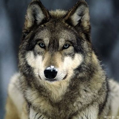 Андрей Левенцов