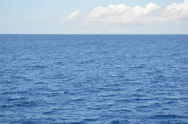 Алексей Евдокимов