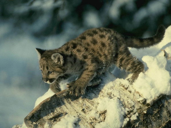 Валентина Смирнова