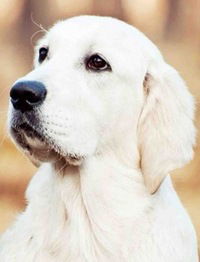 Елизавета Яковлева