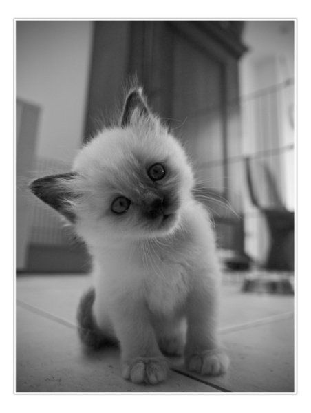 Виктор Галепов