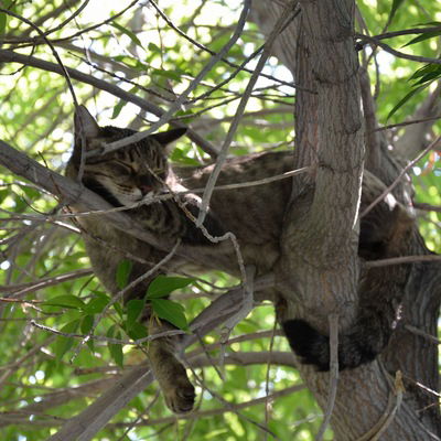 Максим Макаев