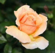 Зульфия Хайруллина