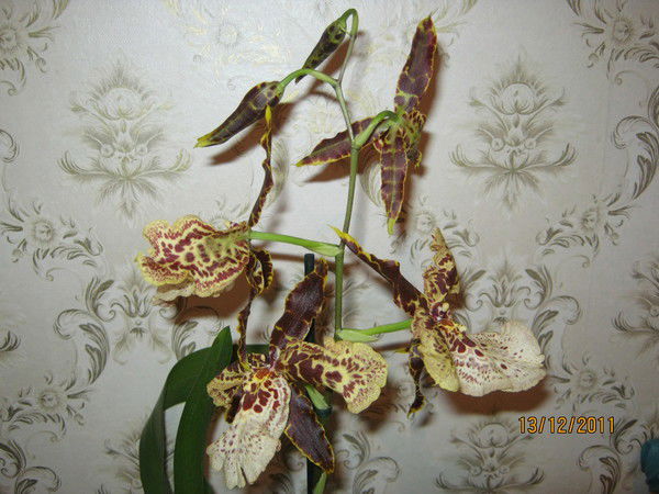 *** Самая Счастливая ***