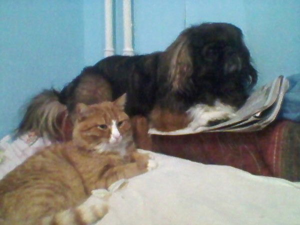 Владимир Снедков