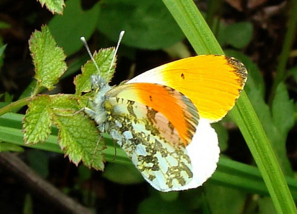 Эльвира Мухаметзянова