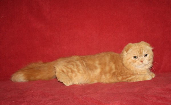 Ирина Курманаевская