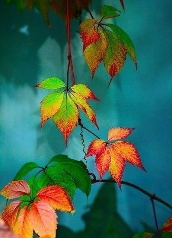 Надя Устинович