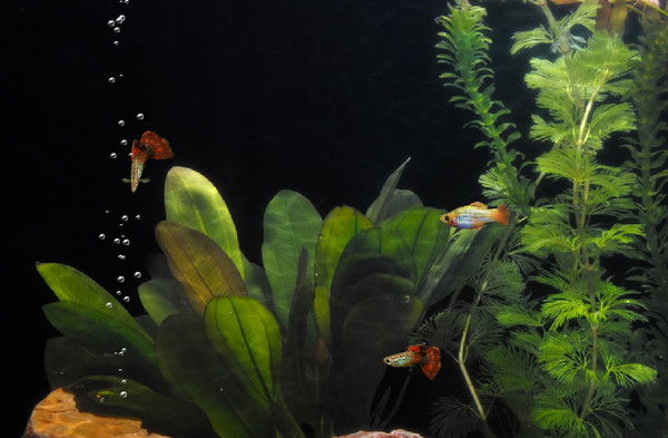 Ваньчик Аршиновка