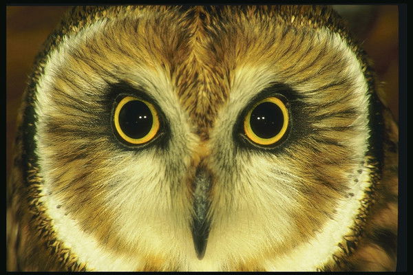 Дмитрий Миранович