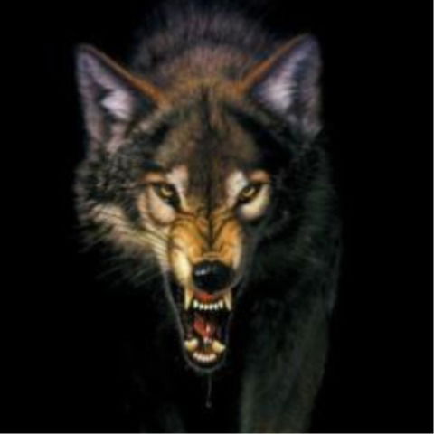 Роман Волков