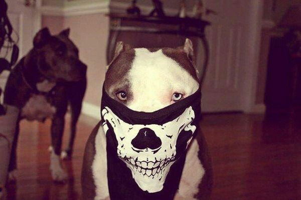 Димас Беляев