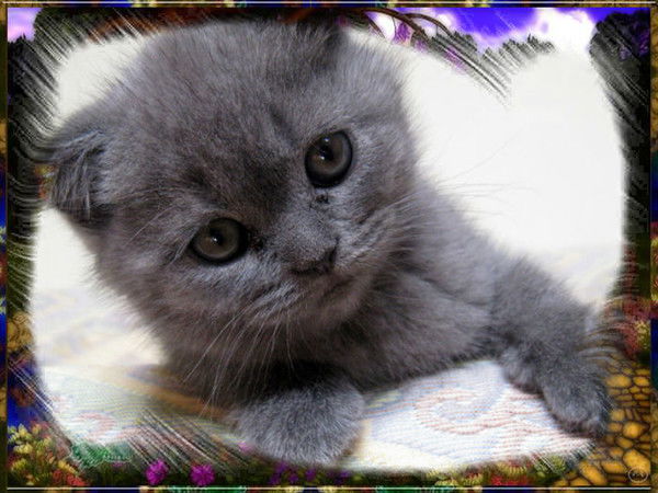 София Курдова