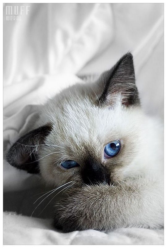 Кристина Рощупкина