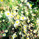 Наталья Митрошкина