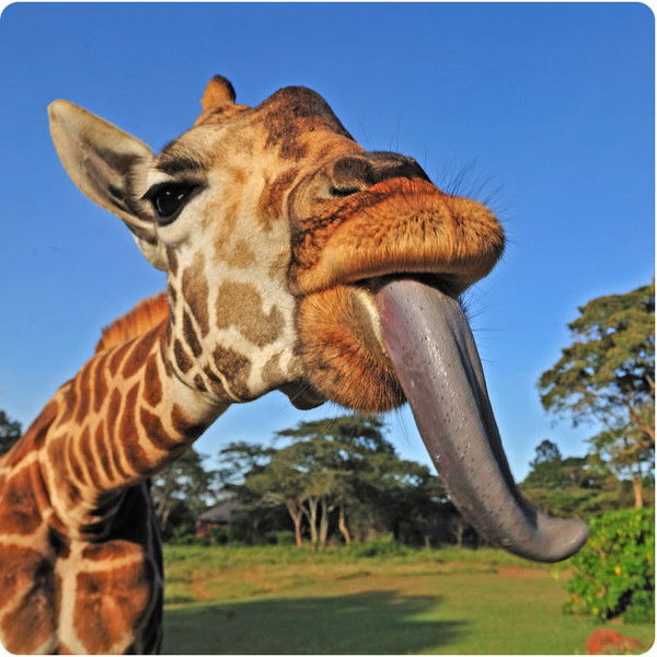 Алексей Шутелев