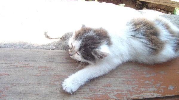 Алексей Предко