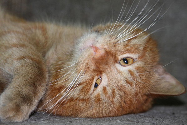 Сергей Мартовский