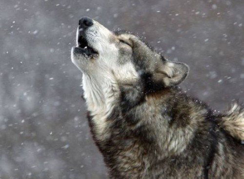 Михаил/елена Пашкины