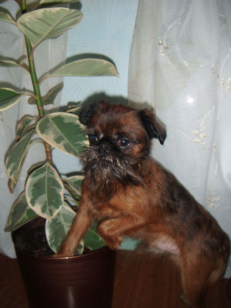 Алла Трофимова