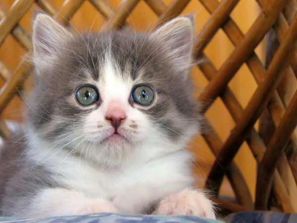 Светлана Бурзаева