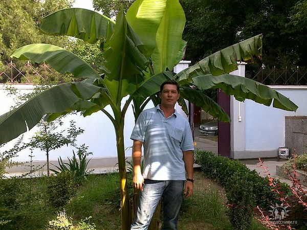 Дмитрий Николаевич