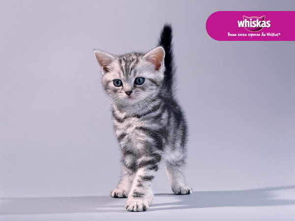 Лена Соколова