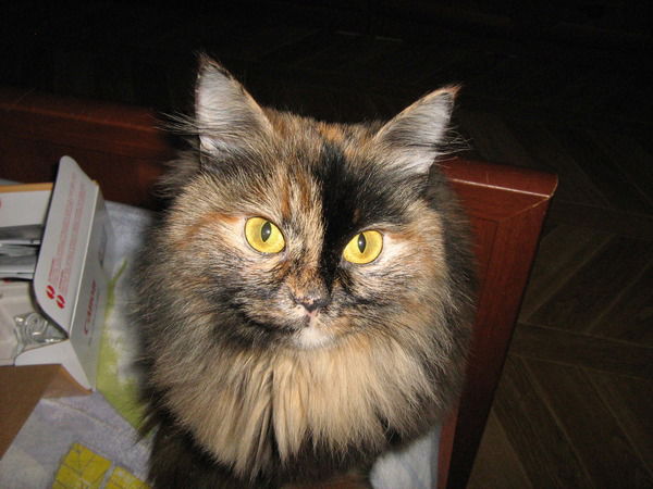 Яна Колебанова