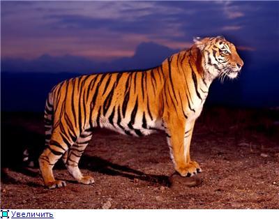 _Дан_Чик_ Чекунов