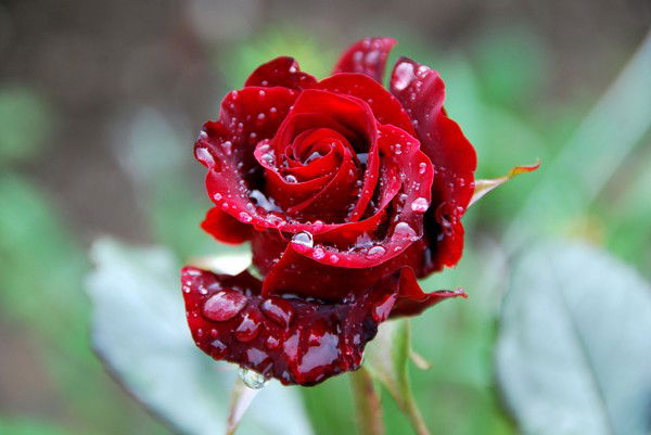 Света Прокопчук