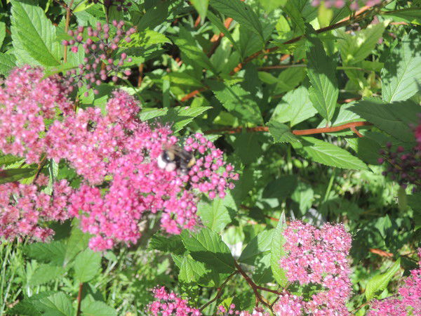 Ольга Хаустова