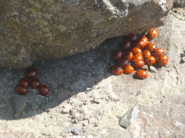 Алмагуль Умирова