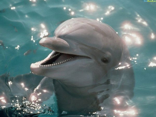 Тоо Акелжайна