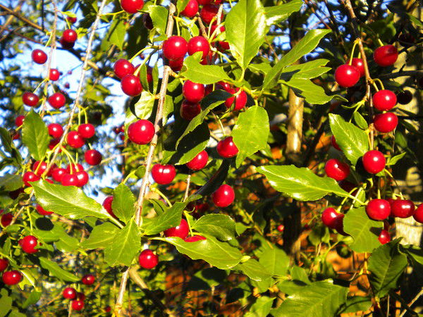 Татьяна Николаева