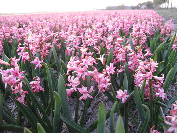 Анатолий Костенко