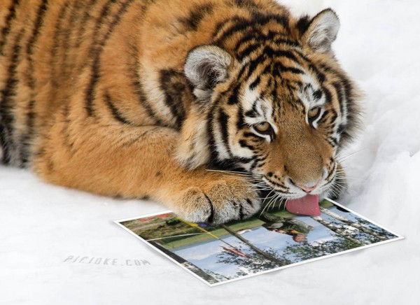 Сергей Гостищев