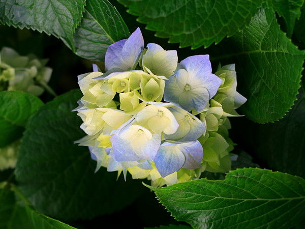 Антон Зубакин