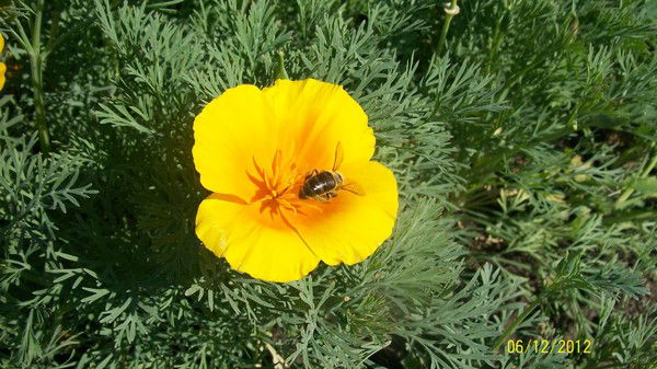 Ольга Плехова