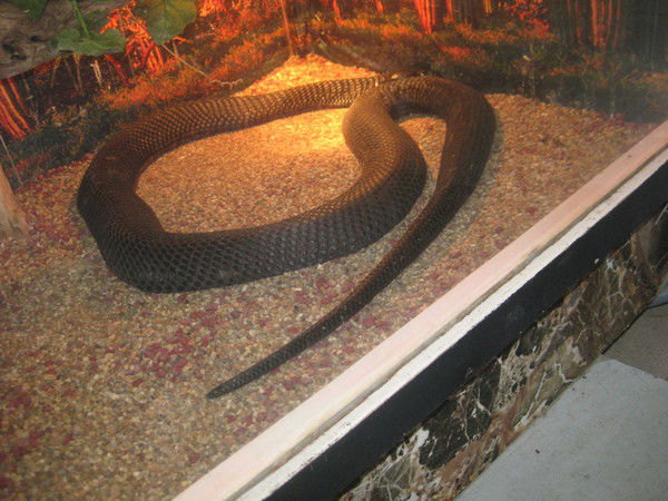 Настя Романова