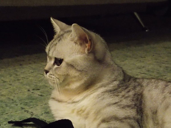 Наталья Фомина