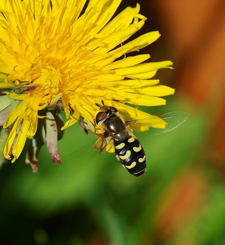 Евгения Амуткова