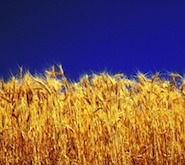 Назира Куанышбаева