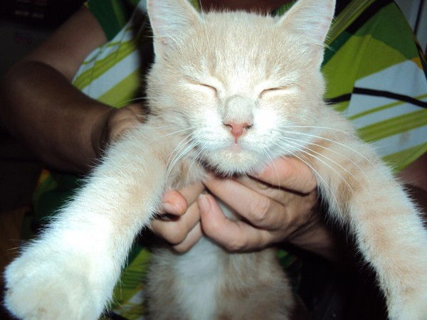 Станислав Волков