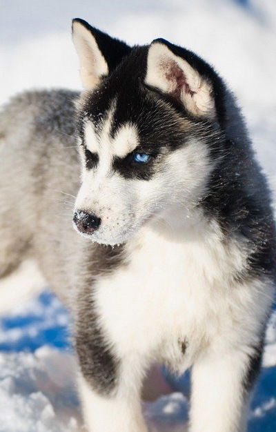 Ника Василенко